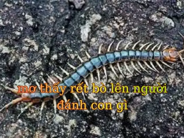 Giải Mã Giấc Mơ Thấy Rết Bò Lên Người: Điềm Báo Gì Và Con Số May Mắn?