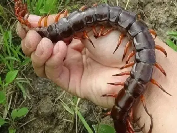 Giải Mã Giấc Mơ Thấy Rết Bò Lên Người: Điềm Báo Gì Và Con Số May Mắn?