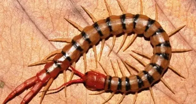 Giải Mã Chi Tiết Giấc Mơ Thấy Rết Cắn Vào Tay: Điềm Báo, Tâm Linh & Sức Khỏe