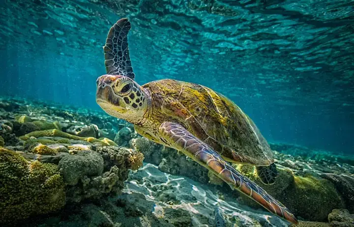 Giải Mã Nằm Mơ Thấy Rùa: Điềm Lành Hay Dữ & Các Con Số May Mắn