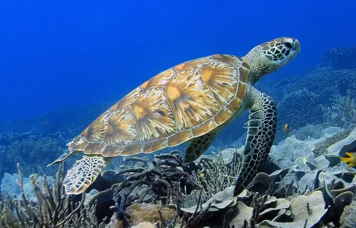 Giải Mã Nằm Mơ Thấy Rùa: Điềm Lành Hay Dữ & Các Con Số May Mắn