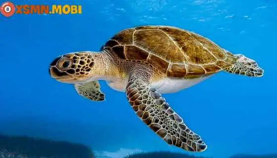 Giải Mã Giấc Mơ Thấy Rùa Vàng: Ý Nghĩa Và Con Số May Mắn Đi Kèm