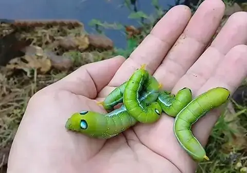 Giải Mã Chi Tiết Nằm Mơ Thấy Sâu: Hên Hay Xui Và Những Điềm Báo Ẩn Giấu