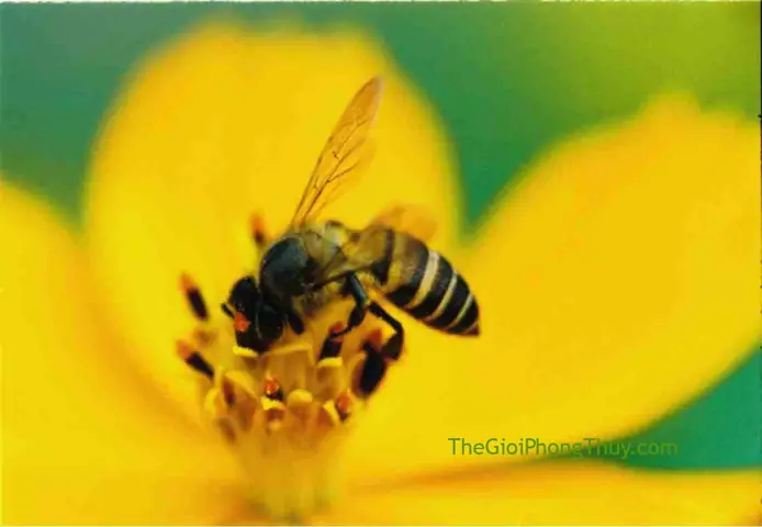 Nằm Mơ Thấy Ong Mật Là Điềm Gì? Giải Mã Chi Tiết Và Chính Xác Nhất