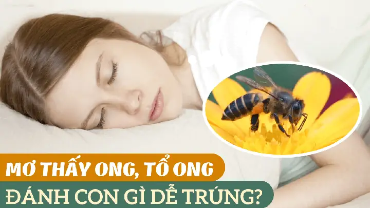Nằm Mơ Thấy To Ong Vò Vẽ Đánh Con Gì? Giải Mã Chi Tiết Và Con Số May Mắn