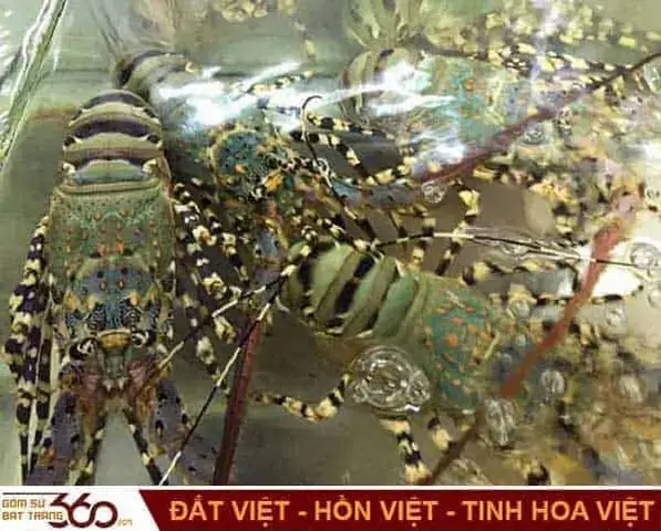 Giải Mã Giấc Mơ Thấy Tôm: Điềm Báo Gì Và Con Số May Mắn Ẩn Sau?