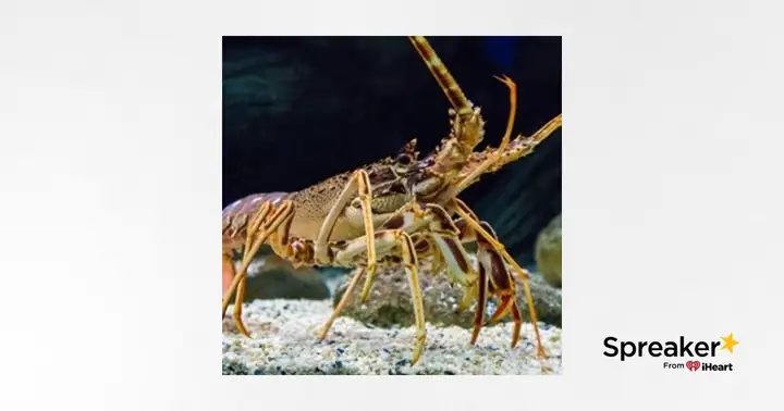 Nằm Mơ Thấy Tôm Tép Đánh Con Gì? Giải Mã Chi Tiết Điềm Báo & Con Số May Mắn