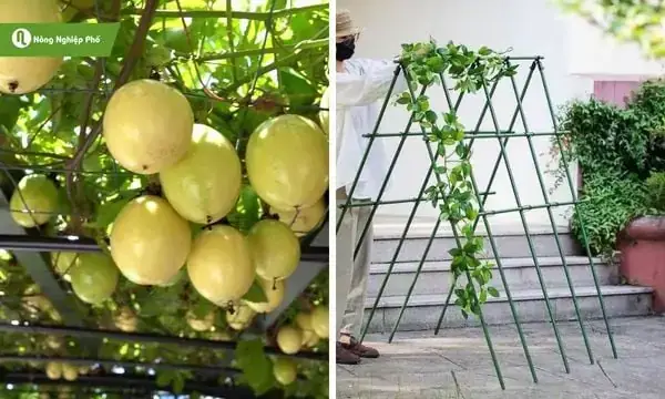 Giải Mã Giấc Mơ Thấy Trái Cây: Những Điềm Báo Và Con Số May Mắn Ẩn Sâu Bên Trong