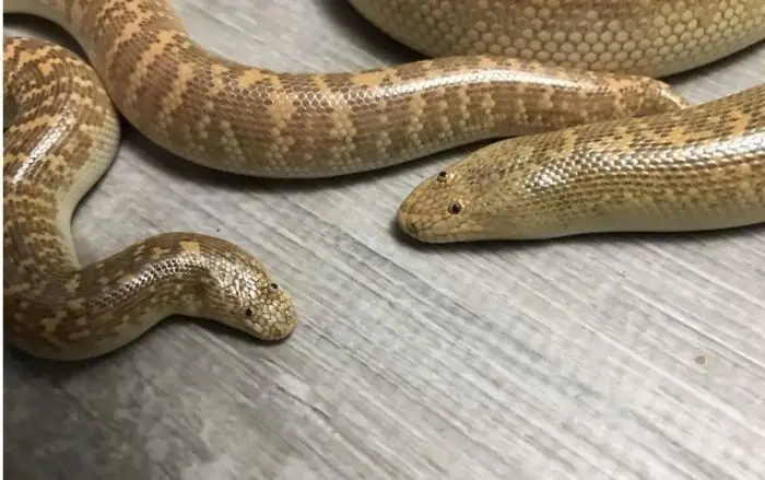 Giải Mã Ý Nghĩa Khi Nằm Mơ Thấy Trăn Bò Vào Nhà: Điềm Báo Gì?