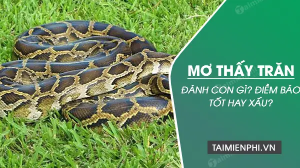 Giải Mã Ý Nghĩa Khi Nằm Mơ Thấy Trăn Bò Vào Nhà: Điềm Báo Gì?