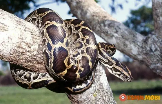 Nằm Mơ Thấy Trăn Đánh Con Gì? Giải Mã Chi Tiết Điềm Báo Tâm Linh & Con Số May Mắn