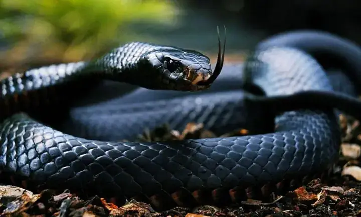 Nằm Mơ Thấy Trăn Khổng Lồ Đánh Con Gì? Giải Mã Chi Tiết Ý Nghĩa & Con Số May Mắn