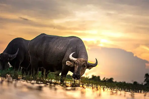 Giải Mã Giấc Mơ Thấy Trâu Chết: Những Điềm Báo Tâm Linh Và Con Số May Mắn