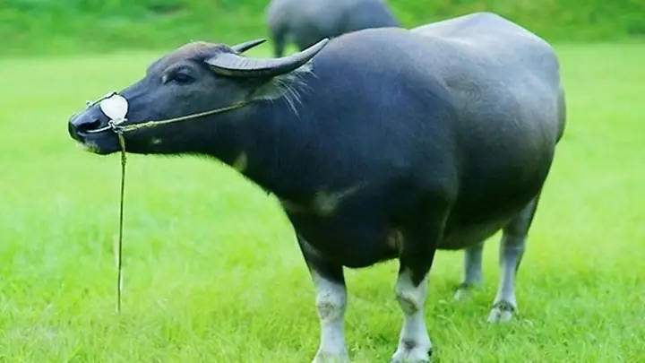 Giải Mã Nằm Mơ Thấy Trâu Đen: Điềm Báo Gì Và Con Số May Mắn Ẩn Chứa