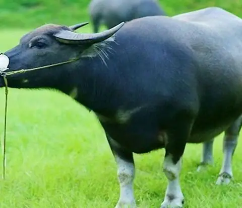 Giải Mã Nằm Mơ Thấy Trâu Đen: Điềm Báo Gì Và Con Số May Mắn Ẩn Chứa