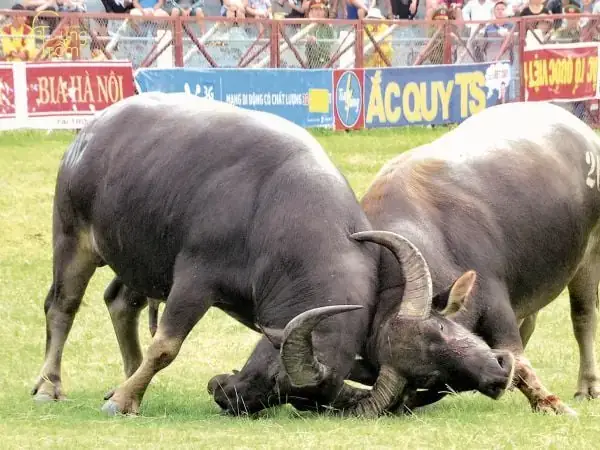 Giải Mã Giấc Mơ Thấy Trâu Húc Người Khác: Điềm Báo Gì & Con Số May Mắn