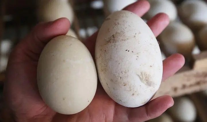 Nằm Mơ Thấy Trứng Ngỗng Đánh Con Gì? Giải Mã Chi Tiết Điềm Báo & Con Số