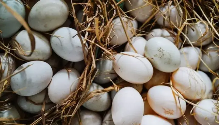 Giải Mã Giấc Mơ Thấy Trứng Vịt Lộn: Điềm Báo Gì Và Con Số May Mắn?