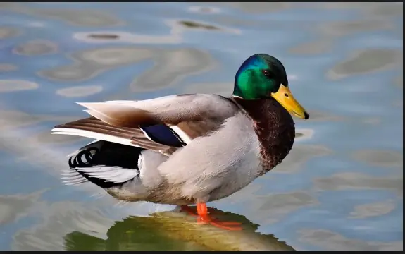 Giải Mã Giấc Mơ Thấy Vịt Con Màu Vàng: Điềm Báo Gì Và Con Số May Mắn