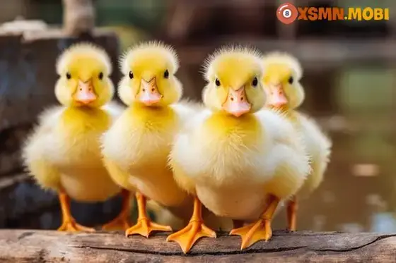 Nằm Mơ Thấy Vịt Con Màu Vàng Đánh Con Gì? Giải Mã Chi Tiết & Con Số May Mắn
