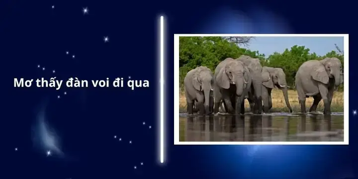 Giải Mã Giấc Mơ Thấy Voi: Điềm Lành Hay Điềm Dữ? Bảng Tra Cứu Chi Tiết