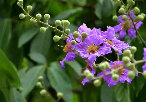 Nấu Bơ Cùng Cúng Dường Hỏa Tịnh Đát Tỏa: Ý Nghĩa Và Cách Thực Hiện Đúng