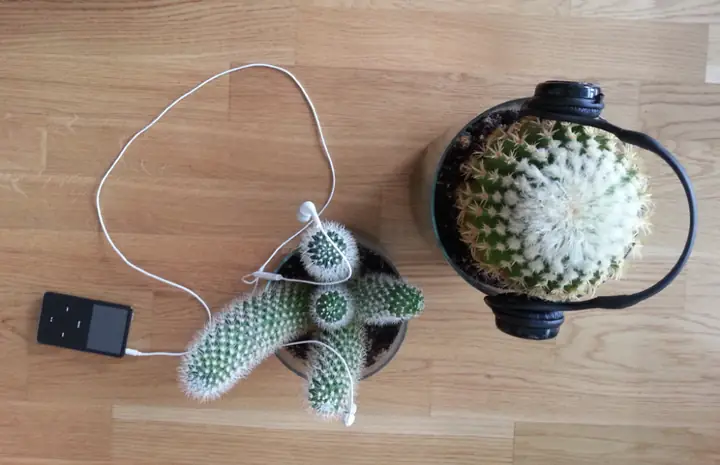 Kham Pha Cay Thich Nghe Nha