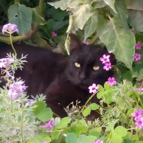 Hiểu Đúng Về Hiện Tượng Cho Rằng Hàng Xóm Là Thầy Cúng Đặt Bùa