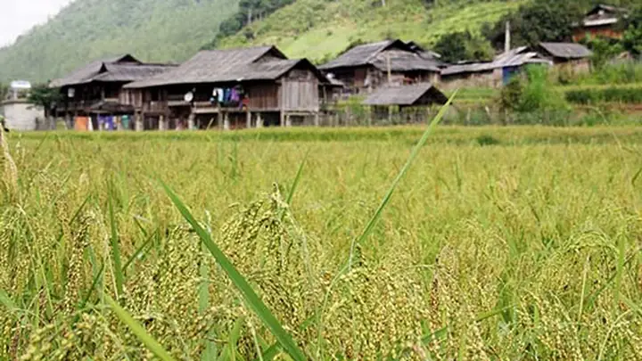 Hướng Dẫn Chi Tiết Nghi Thức Cúng Cơm Canh Đúng Cách Và Ý Nghĩa