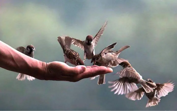 Cẩm Nang Nghi Thức Cúng Phóng Sinh: Bài Văn Khấn Và Quy Trình Chi Tiết