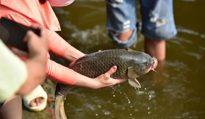 Cẩm Nang Nghi Thức Cúng Phóng Sinh: Bài Văn Khấn Và Quy Trình Chi Tiết