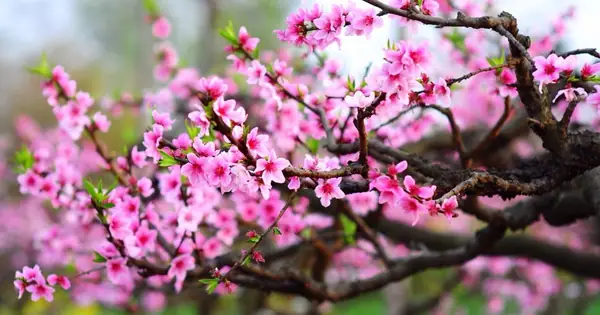 Nghi Thức Cúng Tuần Giáp Năm Mất 5 2 2026: Chi Tiết Và Trọn Vẹn