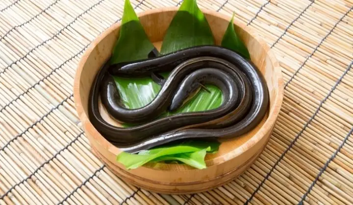 Ngủ Mơ Thấy 2 Con Lươn Đánh Đề Con Gì? Giải Mã Bí Ẩn Đằng Sau Giấc Mơ