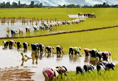 Giải Mã Giấc Mơ Thấy Mình Đi Cấy: Đánh Con Gì Và Ý Nghĩa Đằng Sau