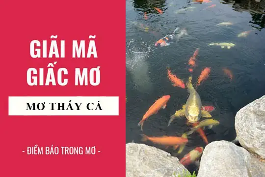 Giải Mã Giấc Mơ: Ngủ Nằm Mơ Thấy Nước Và Cá Mang Ý Nghĩa Gì?