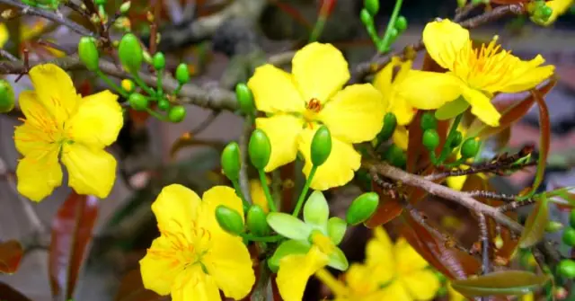 Những Loại Hoa Cúng Mang Tai Lộc: Lựa Chọn Đúng Để Rước Tài Vào Nhà