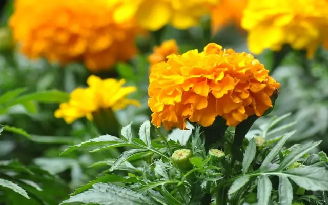 Những Loại Hoa Nên Và Không Nên Thờ Cúng: Cẩm Nang Phong Thủy Cho Bàn Thờ Gia Tiên