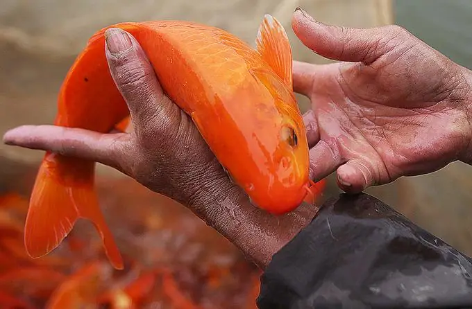 Top 7 Loại Nón Cúng Ông Táo Phổ Biến Và Đáng Mua Nhất Hiện Nay