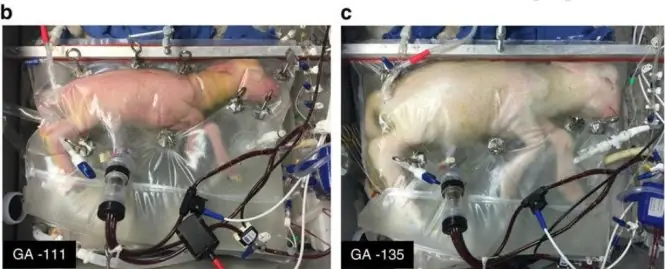 Online Bị Cúng Sống: Đâu Là Sự Thật?