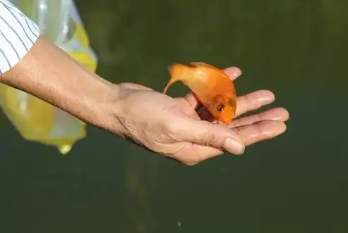 Phong Tục Cúng Cá Chép: Nguồn Gốc, Ý Nghĩa Và Cách Thức Chuẩn Bị