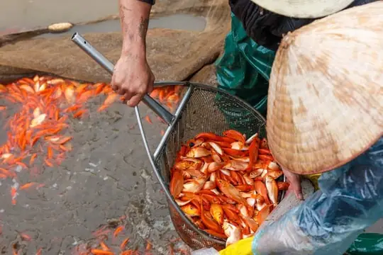 Phong Tục Cúng Ông Công Ông Táo: Nét Đẹp Văn Hóa Cần Được Gìn Giữ Và Bảo Tồn