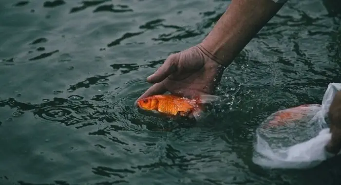 Phong Tục Cúng Ông Công Ông Táo: Nét Đẹp Văn Hóa Cần Được Gìn Giữ Và Bảo Tồn