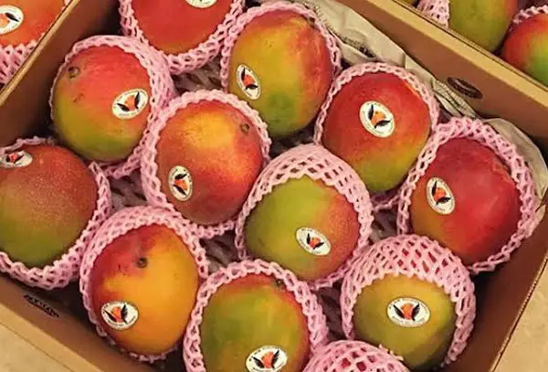 Khám Phá Xu Hướng Quà Tết Cao Cấp: Sức Hút Đáng Kinh Ngạc Từ Xoài Đỏ Nhật Bản Và Thanh Long Vàng Malaysia