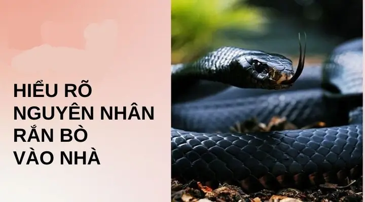 Rắn Vào Nhà Sau Khi Cúng: Nguyên Nhân, Dấu Hiệu & Cách Xử Lý Khoa Học