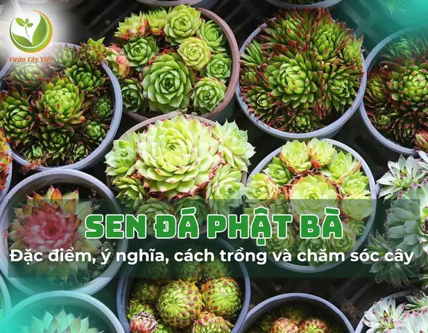 Sen Đá Phật Bà: Đặc Điểm, Ý Nghĩa, Cách Trồng Và Chăm Sóc Cây