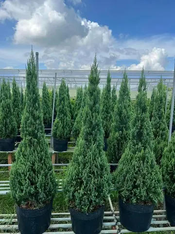 Nghệ Thuật Cúng Tổ Nghiệp: Nét Văn Hóa Đặc Sắc Của Giới Văn Nghệ Sĩ