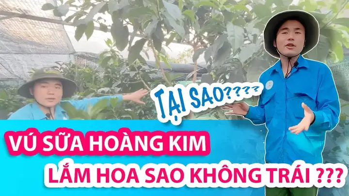 Tại Sao Không Nên Thờ Cúng Quả Vú Sữa