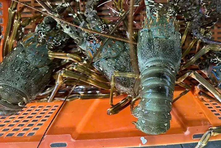 Tại Sao Lại Cúng Tôm Vs Thịt Heo: Giải Mã Ý Nghĩa Và Các Quy Tắc Phong Thủy