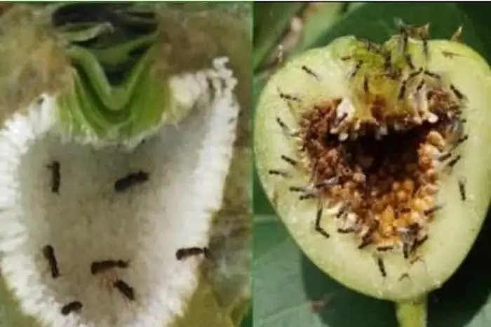 Tại Sao Năm Mới Cúng Quạ Súng?