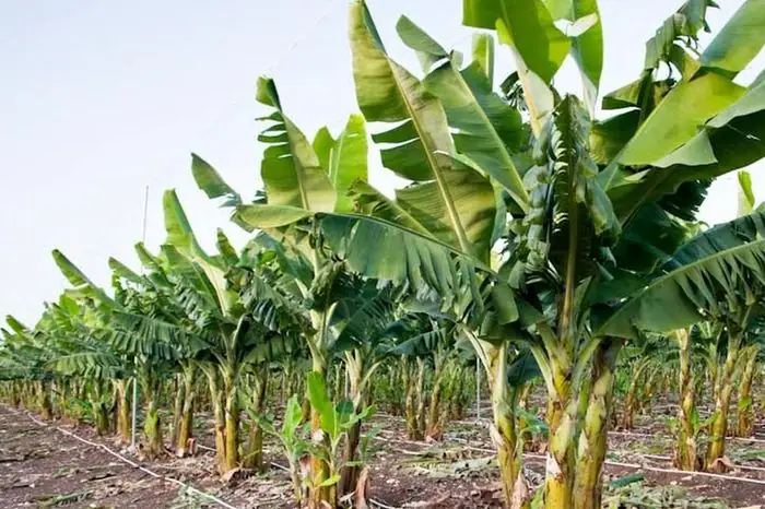 Tại Sao Người Chết Lại Cúng Chuối Xanh?